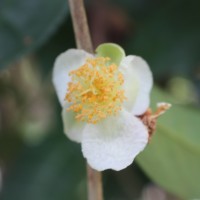 Camellia